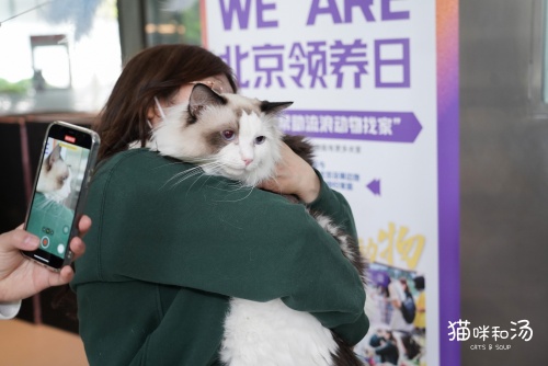 猫咪和汤×北京领养日×小米食堂 送你一只猫