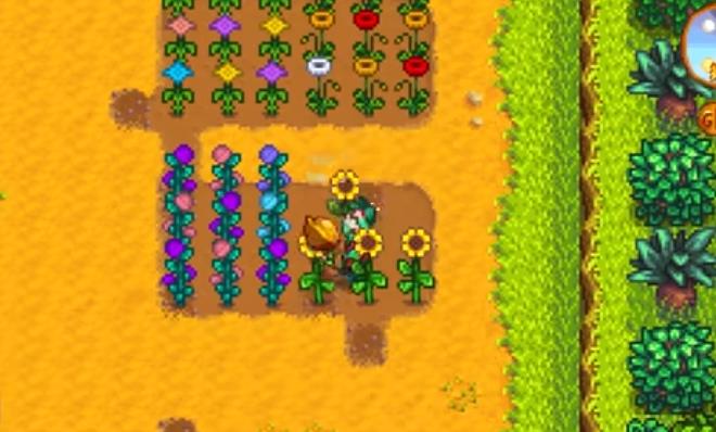 星露谷物语混合花卉种子能种出什么 星露谷物语混合花卉种子能种出什么