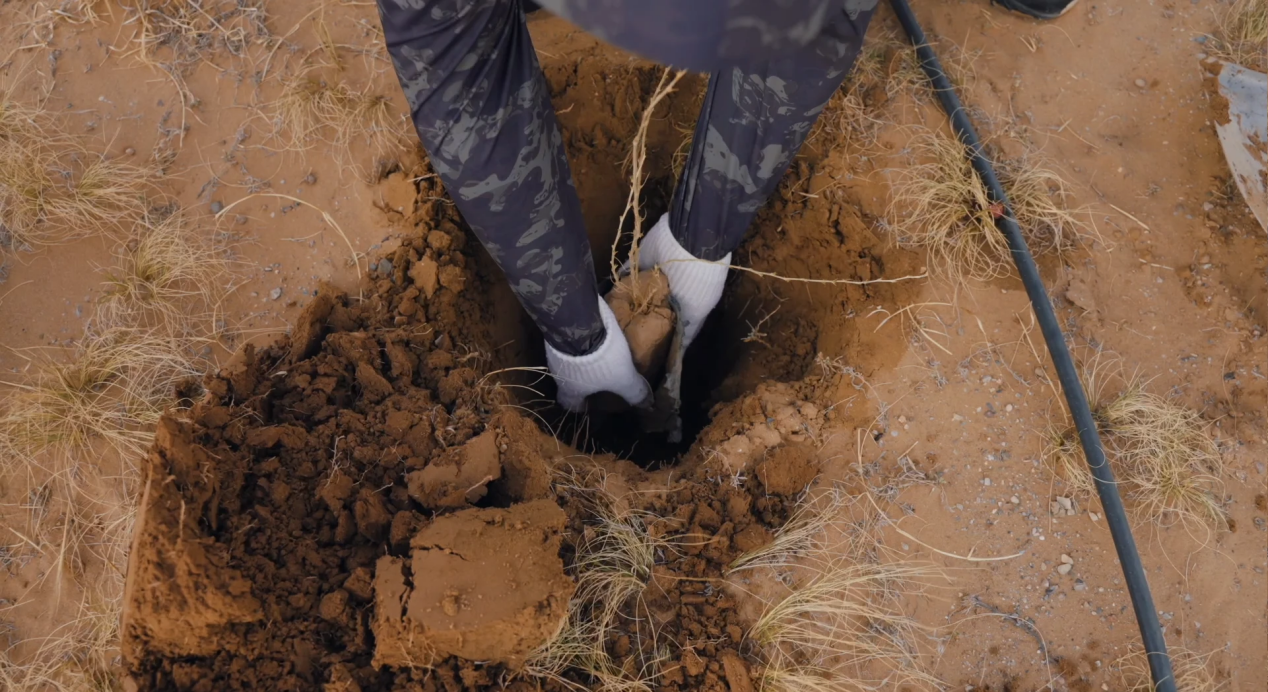 《无尽的拉格朗日》四年坚守初心,在荒漠植下五万株绿色希望 《无尽的拉格朗日》四年坚守初心,在荒漠植下五万株绿色希望