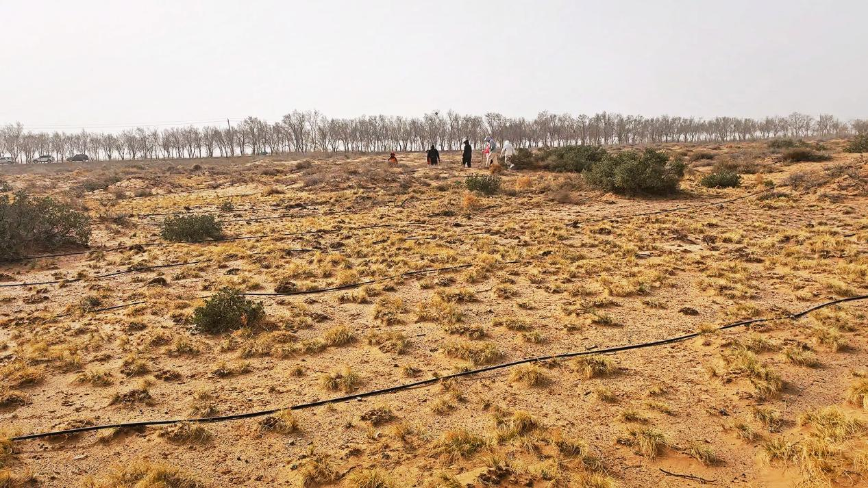 《无尽的拉格朗日》四年坚守初心,在荒漠植下五万株绿色希望 《无尽的拉格朗日》四年坚守初心,在荒漠植下五万株绿色希望